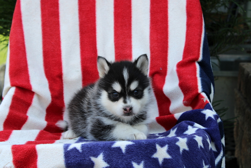 puppy, for, sale, Pomsky, Matthew B. Stoltzfus, dog, breeder, Gap, PA, dog-breeder, puppy-for-sale, forsale, nearby, find, puppyfind, locator, puppylocator, aca